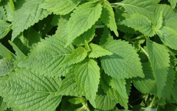 Rau kinh giới có tác dụng gì?