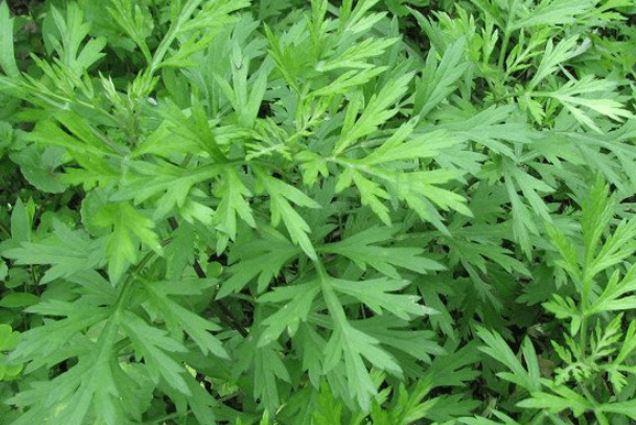 Lấy nắm lá này đặt trong phòng, muỗi nhiều mấy cũng bay xa, cả đêm ngủ ngon giấc