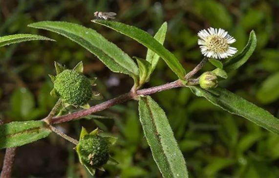 Tác dụng của cây nhọ nồi