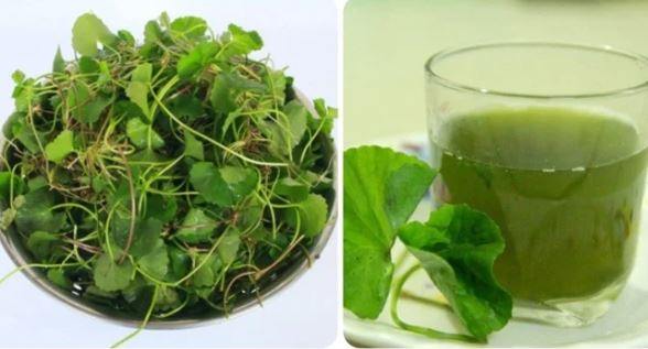 Điều gì sẽ xảy ra nếu bạn uống nước rau má mỗi ngày?