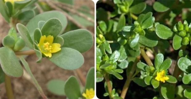 Cây rau sam có tác dụng gì?