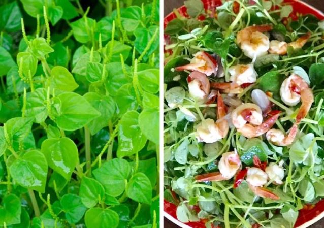 Loại rau từng bị coi là cỏ dại ở Việt Nam, nhưng trên thế giới là vị thuốc quý