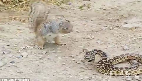 Clip: Màn hỗn chiến khốc liệt giữa sóc và rắn