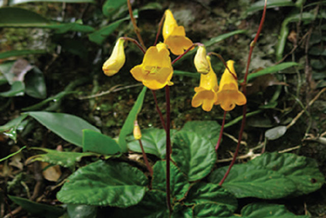 Phát hiện nhiều loài động, thực vật mới ở Việt Nam