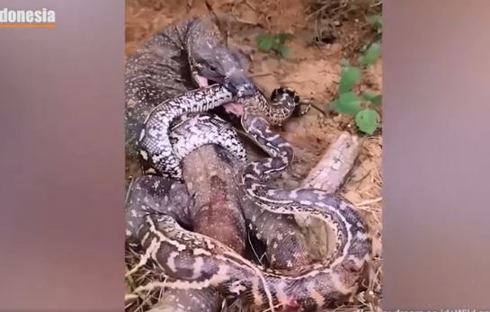 Cuộc chiến sống còn giữa trăn khủng và thằn lằn