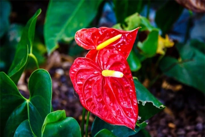 5 loại hoa đẹp mỹ miều được trồng, cắm trong nhà chứa độc tố chết người - 1