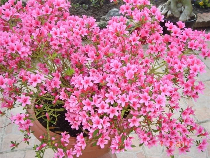 5 loại hoa đẹp mỹ miều được trồng, cắm trong nhà chứa độc tố chết người - 2