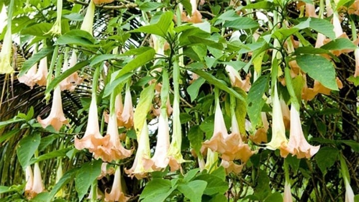 5 loại hoa đẹp mỹ miều được trồng, cắm trong nhà chứa độc tố chết người - 4