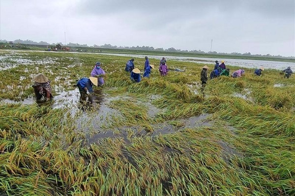 Bàn giải pháp phát triển bảo hiểm cây lúa