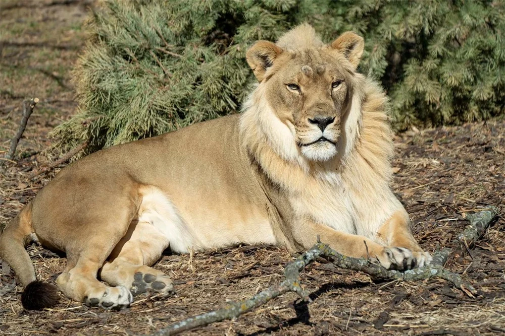 Sư tử cái này bỗng nhiên mọc bờm sau khi sư tử đực cùng đàn qua đời - Ảnh 2.