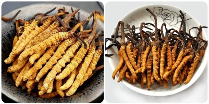 Tác dụng của đông trùng hạ thảo với phụ nữ - 1