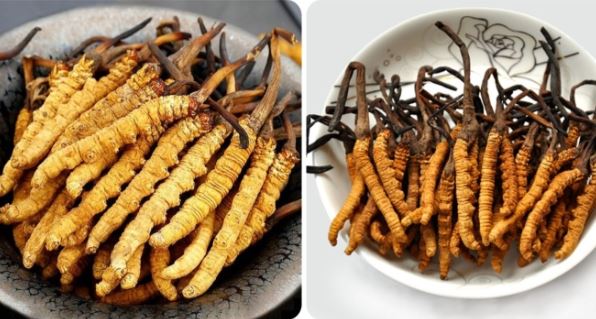 Tác dụng của đông trùng hạ thảo với phụ nữ