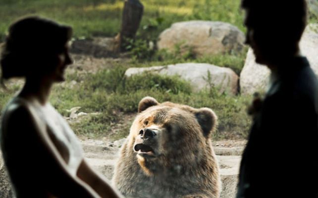 Cười ngất trước biểu cảm khó đỡ của động vật khi được phát 'cẩu lương'