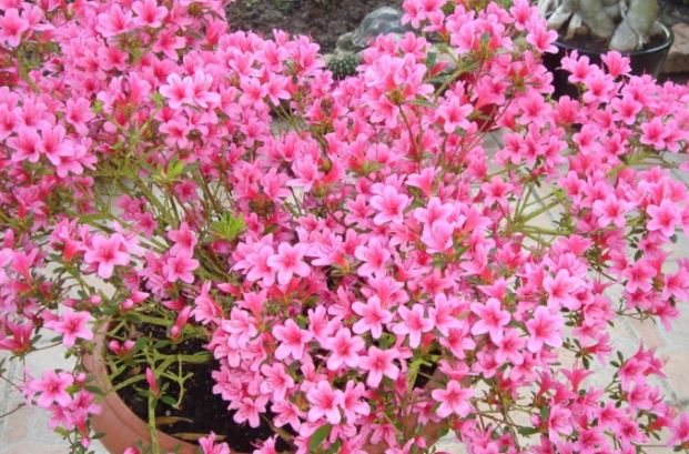 5 loại hoa đẹp mỹ miều được trồng, cắm trong nhà chứa độc tố chết người