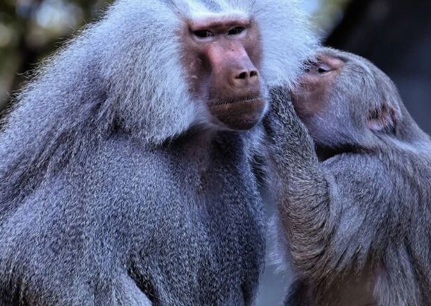 Trêu chọc 'mỹ hầu vương', du khách sứt đầu mẻ trán