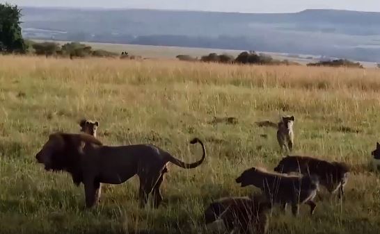 Sư tử đơn độc chiến đấu với 30 linh cẩu