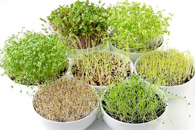 Rau mầm giúp tăng cường hệ thống miễn dịch