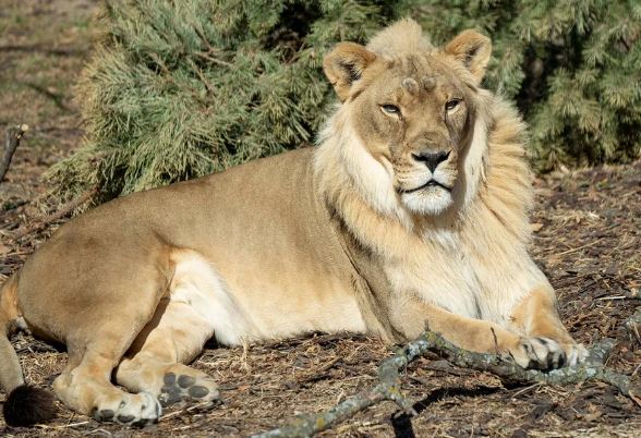 Sư tử cái này bỗng nhiên mọc bờm sau khi sư tử đực cùng đàn qua đời