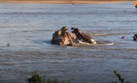 Hà mã tấn công khiến sư tử hoảng loạn nhảy vọt xuống sông