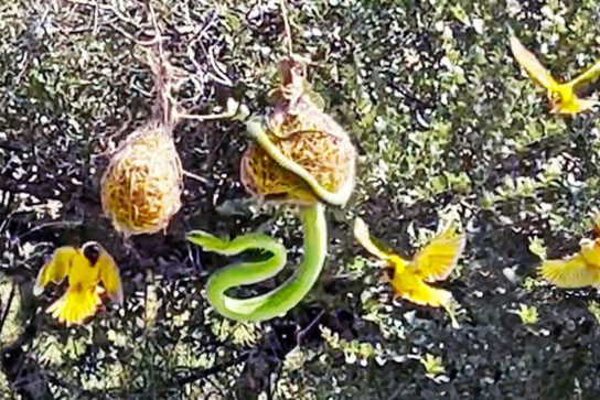 Đàn chim chiến đấu trong tuyệt vọng để bảo vệ con khỏi rắn độc