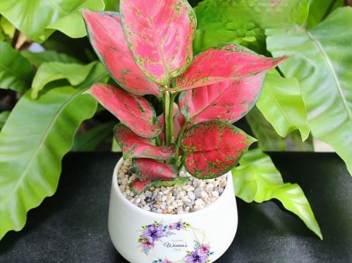 Vô tình đặt 4 cây này lên bàn thờ: Ai ngờ gia chủ lộc khí phừng phừng đếm tiền mỏi tay, giàu có