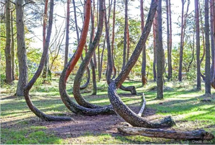 Cận cảnh khu rừng có hàng trăm gốc cây bị uốn cong 90 độ một cách khó hiểu 