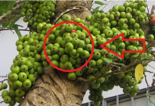 Cổ nhân dặn kỹ: 5 loại cây trồng trước nhà nghèo không ngóc lên được, trồng sau nhà lộc khí phừng phừng giàu có