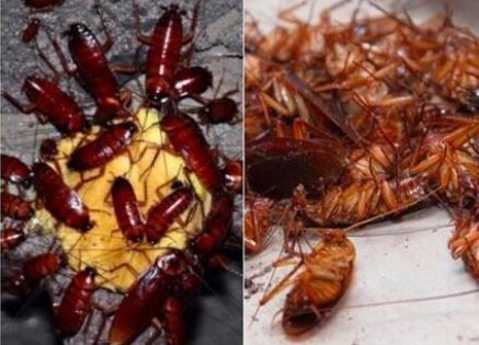 Thả chút đường vào lon bia uống dở: Đuổi được cả đàn gián ra khỏi nhà, chẳng tốn tiền lại an tâm sinh sống