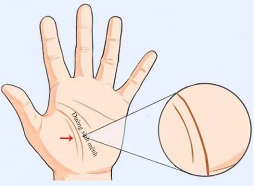 Dù nam hay nữ: Lòng bàn tay có 4 điều này Phúc lớn, Lộc nhiều không thành tỷ phú cũng tiêu tiền thả ga