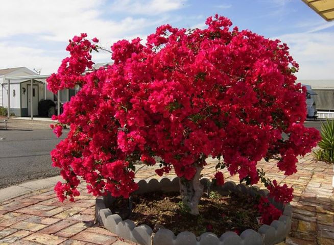 Hoa giấy "mê như điếu đổ" loại nước này: Cứ tưới vào gốc hết sạch vàng lá, hoa tuôn như suối đẹp quanh năm