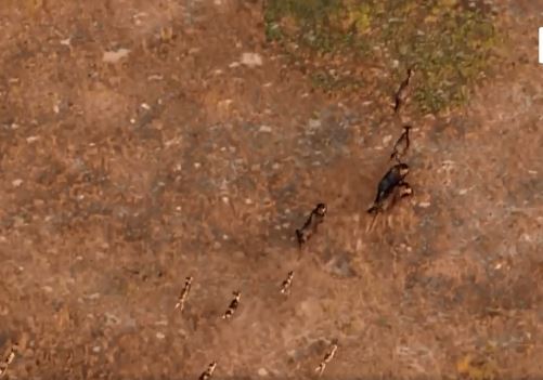 Màn truy sát linh dương đầu bò siêu kịch tính của bầy chó hoang