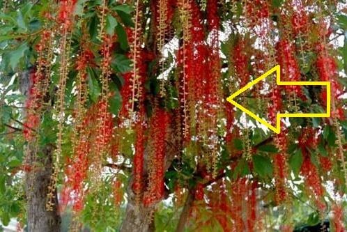 Các cụ dặn kỹ: Cửa nhà có 4 bông hoa không thành tỷ phú cũng là đại gia, con cháu 3 đời hưởng lộc