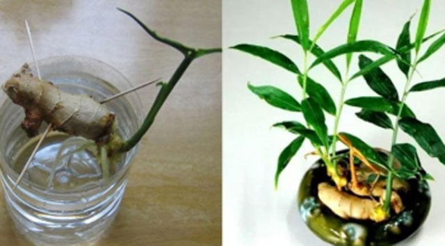 8 loại rau gia vị chỉ cần cắm 1 gốc vào đất quanh năm có rau ăn