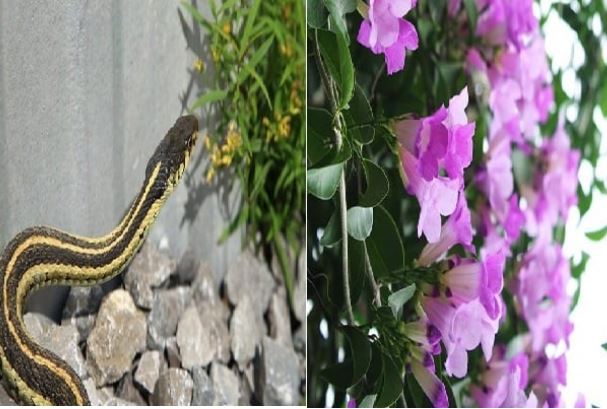 Vườn nhà trồng 5 loại cây này rắn mê như điếu đổ: Càng giữ càng nguy hiểm, muốn bình yên nhổ bỏ ngay