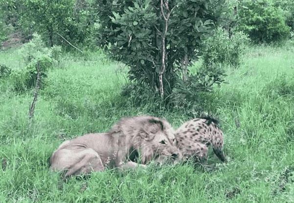 Linh cẩu ác chiến giành sự sống với sư tử và cái kết đầy bất ngờ