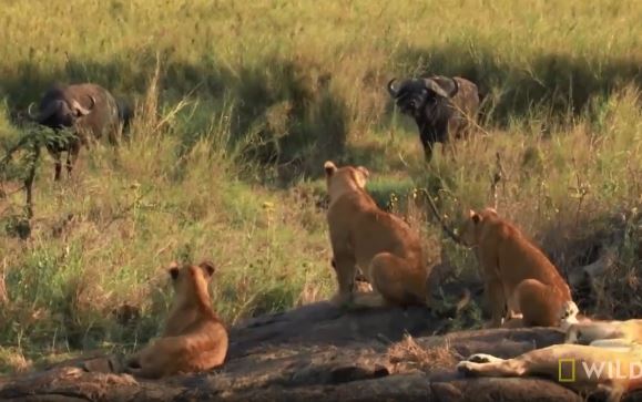 Sư tử thể hiện 'bản năng sát thủ', dễ dàng đoạt mạng trâu rừng