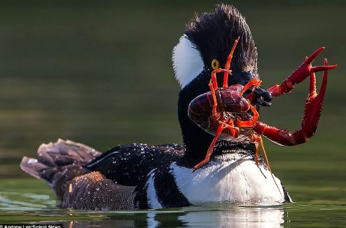 Cận cảnh màn săn tôm của vịt biển mào