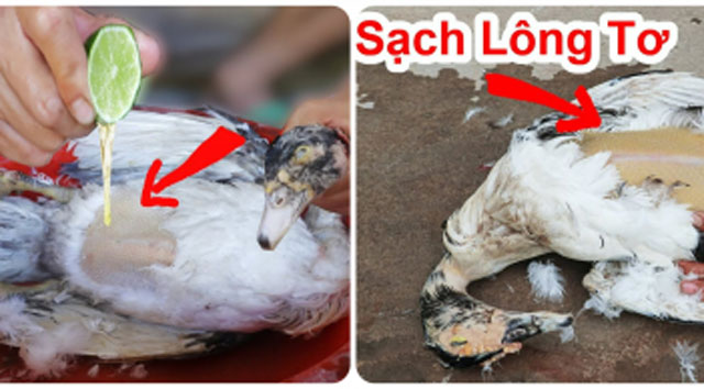 3 cách nhổ lông vịt nhanh: Vừa sạch từng lông măng lại khử mùi hôi ai cũng thích