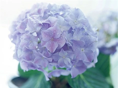 Cẩm tú cầu cũng được coi là loài hoa gây độc nguy hiểm