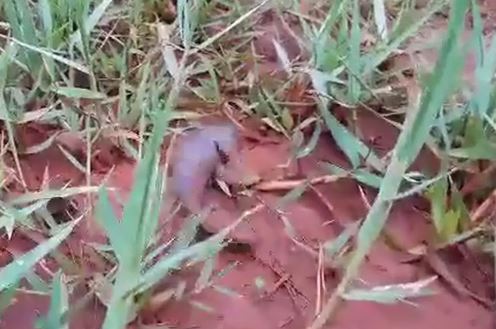 Clip: Ngả mũ trước nghị lực sống phi thường của chú cá rô