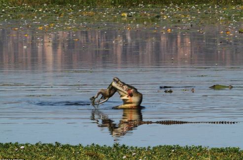 Cận cảnh cá sấu xơi tái chuột túi trong vòng 30 giây