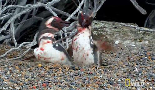 Bị “cắm sừng”, chim cánh cụt quyết sống chết với tình địch