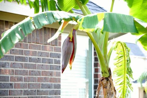 4 cây trồng trước nhà chặn đứng tài lộc nghèo không ngóc đầu lên được, trồng sau nhà lộc khí phừng phừng giàu có