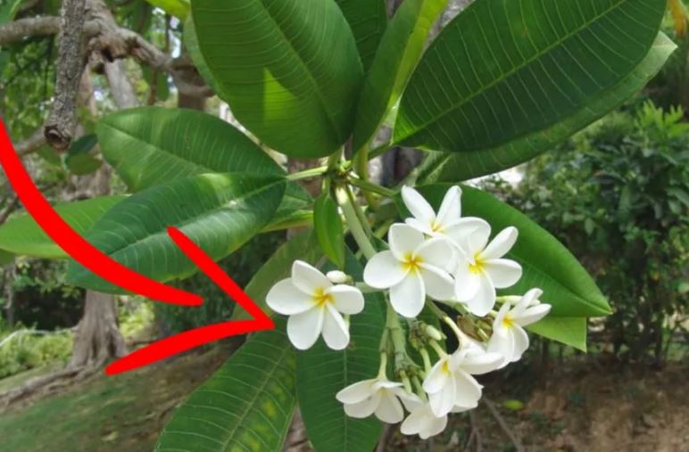 Ông bà ta bảo: 'Mộ không trồng 3, nhà không trồng 4' là gồm những cây nào