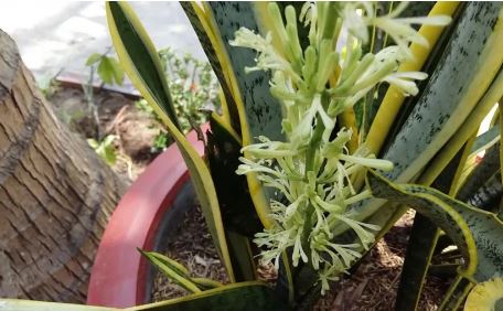 4 loài cây này nở hoa Thần Tài gõ cửa hỷ tín tới liên tục, tiền bạc nhiều vô kể