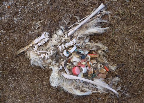 Clip: Hải âu chết hàng loạt vì rác thải của con người