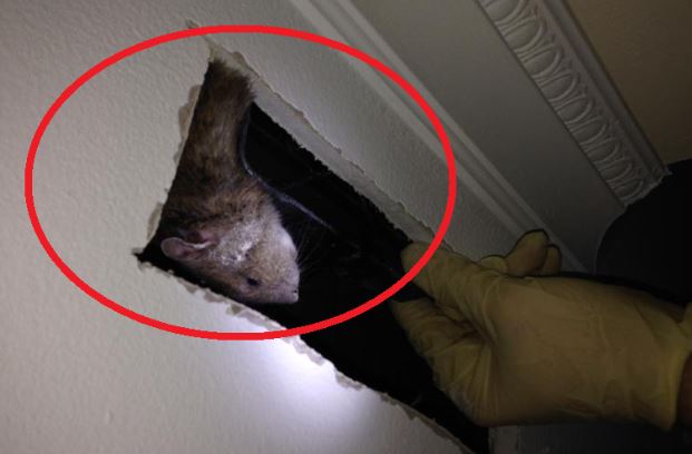 Chuột chạy rầm rầm trên trần nhà: Làm cách này là đuổi hết, không con nào dám quay lại