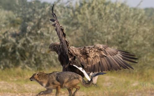 Đại bàng cứu chim nhỏ thoát chết từ miệng chó rừng