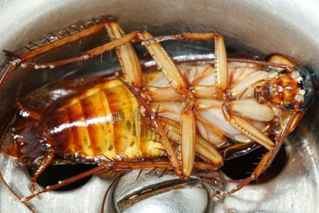 Chỉ một chút nước đường có thể đuổi được cả trăm con gián, một đi không quay lại