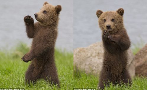 “Phát sốt” với màn biểu diễn kungfu của gấu con